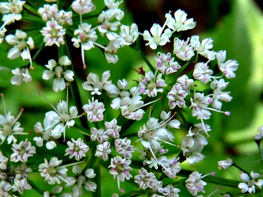 {Oenanthe javanica}